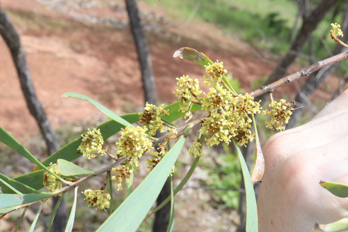 Image of Hakea arborescens by (c) Thomas Mesaglio, some rights reserved (CC BY)