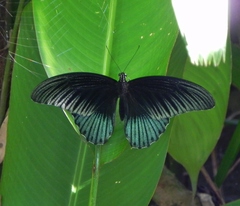 Papilio memnon agenor