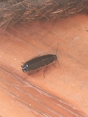 Loboptera decipiens