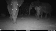 Loxodonta