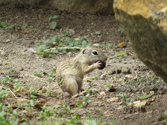 Ictidomys parvidens