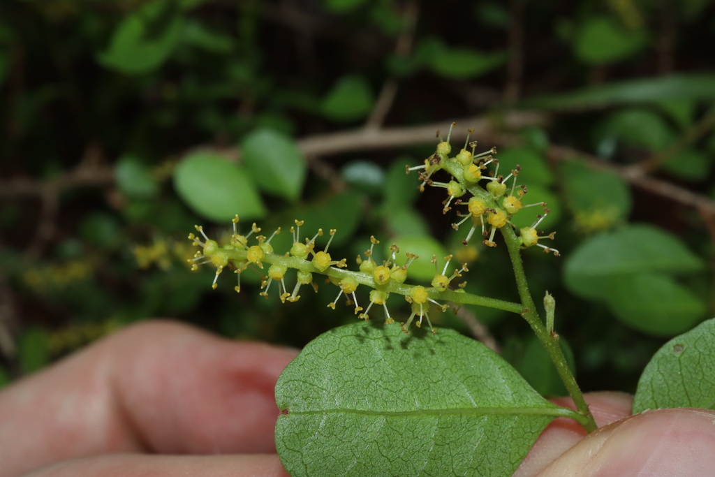 Antidesma parvifolium (Antidesma parvifolium)