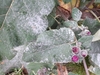 Burdock Mildew - Photo (c) Juha Tuomola, some rights reserved (CC BY-NC), uploaded by Juha Tuomola