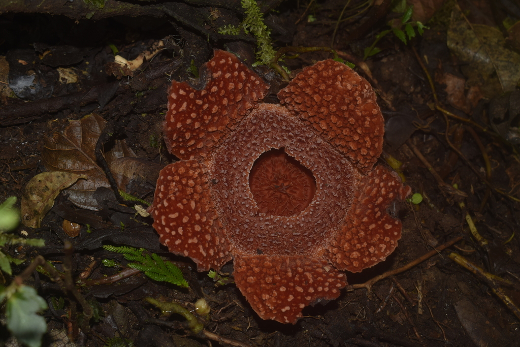 Rafflesia verrucosa