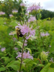 Bombus bimaculatus