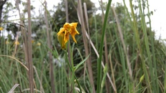 Calochortus barbatus