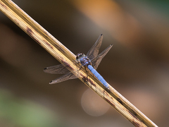 Trithemis dorsalis