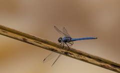 Trithemis dorsalis