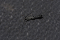 Yponomeuta multipunctella