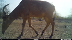 Alcelaphus buselaphus major