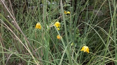 Calochortus barbatus