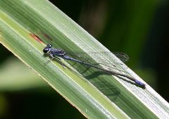 Pseudagrion salisburyense