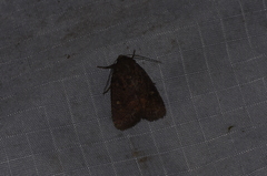 Pseudorthodes vecors