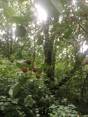 Cerasus