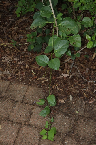 Adenia heterophylla