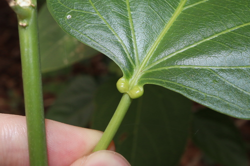 Adenia heterophylla