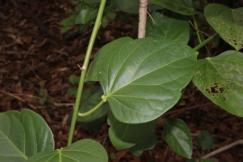 Adenia heterophylla
