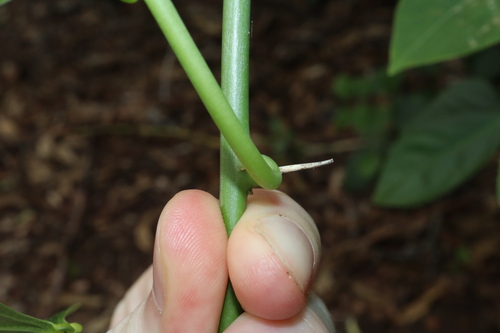 Adenia heterophylla