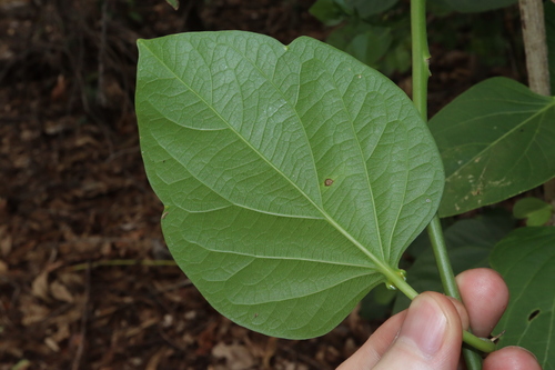 Adenia heterophylla