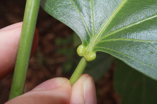 Adenia heterophylla