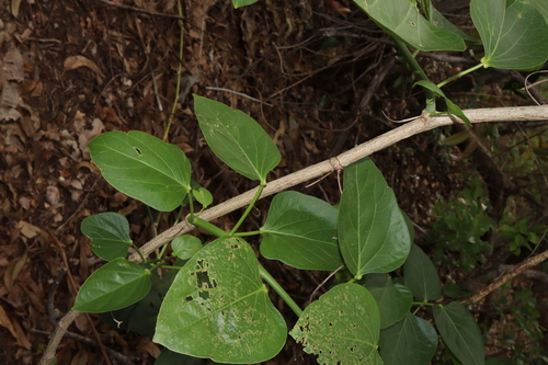 Adenia heterophylla