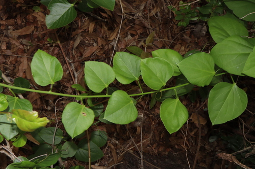 Adenia heterophylla
