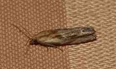 Dichrorampha acuminatana