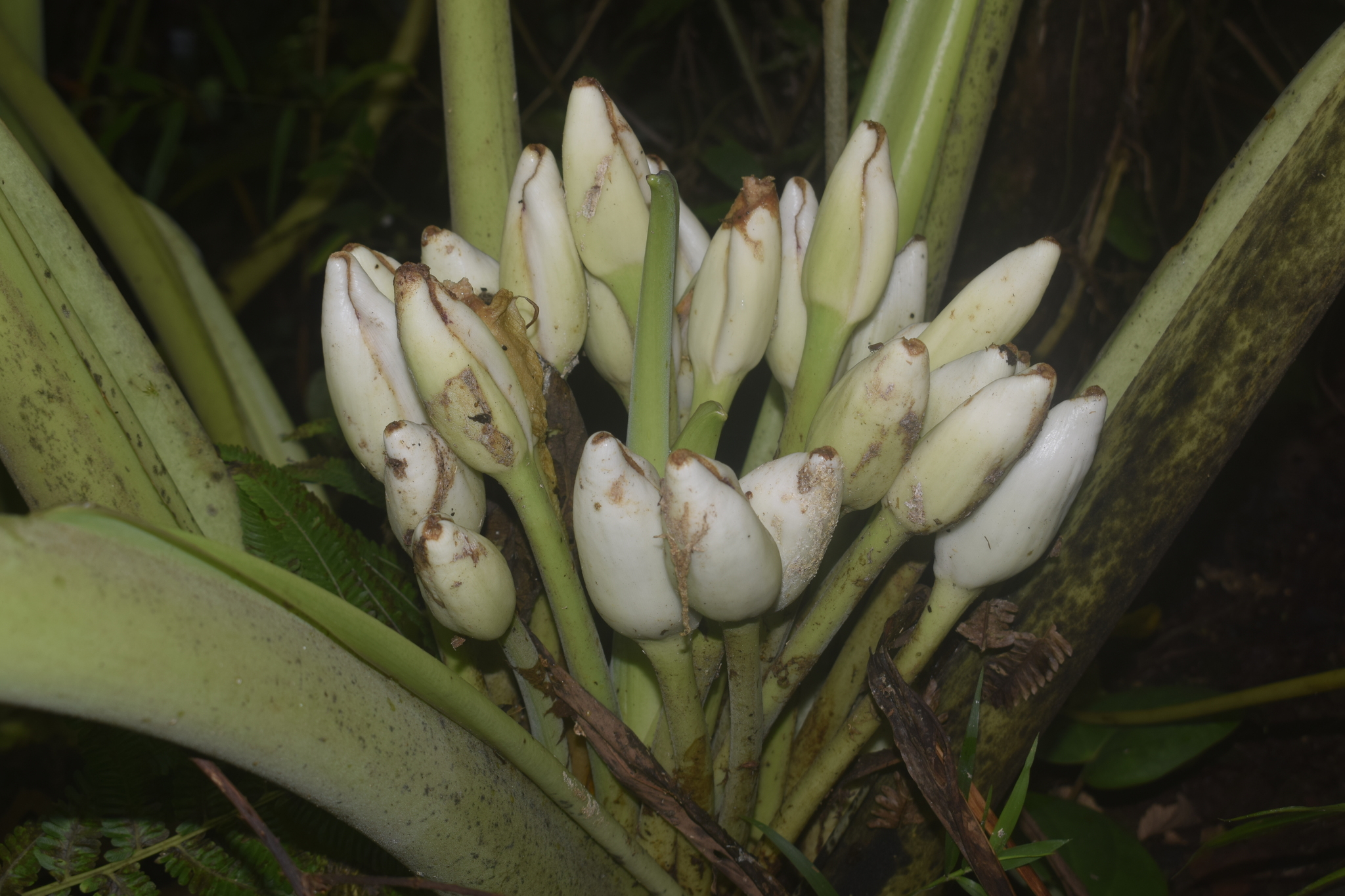 Alocasia maquilingensis Merr.