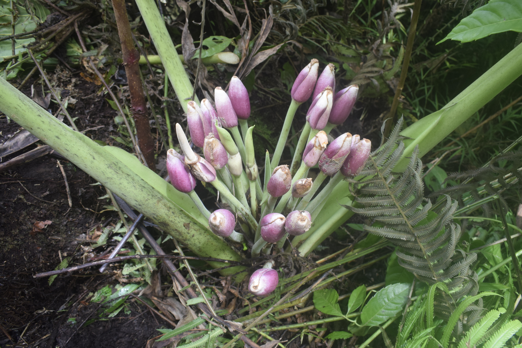 Alocasia maquilingensis Merr. 4