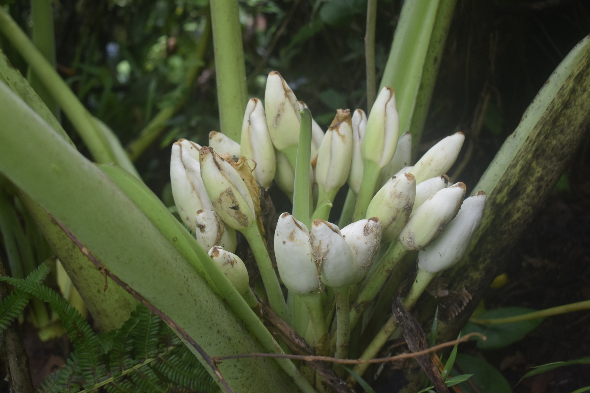 Alocasia maquilingensis Merr. 3