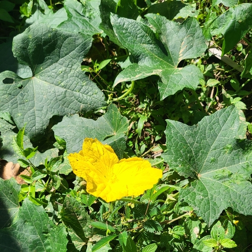 Luffa aegyptiaca