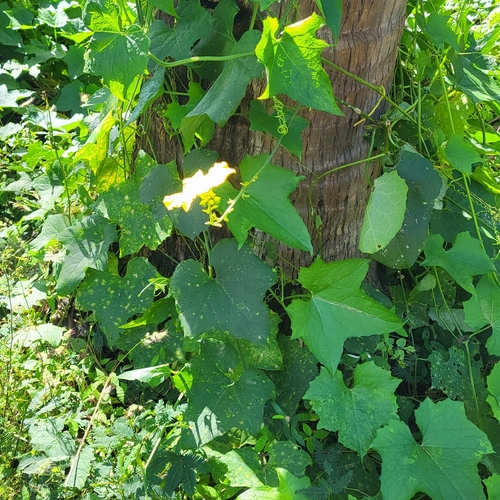 Luffa aegyptiaca
