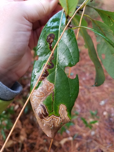 Phyllocnistis hyperpersea
