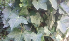 Hedera helix