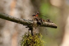 Coleocentrus flavipes