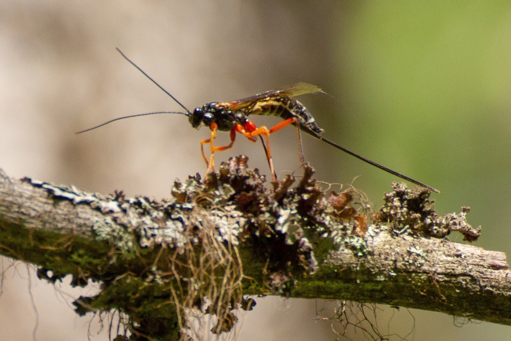 Coleocentrus flavipes