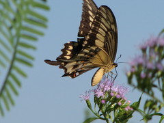 Papilio ornythion ornythion