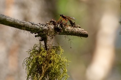 Coleocentrus flavipes