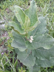 Asclepias pringlei
