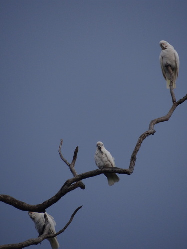 Cacatua goffiniana, 2024-10-15
