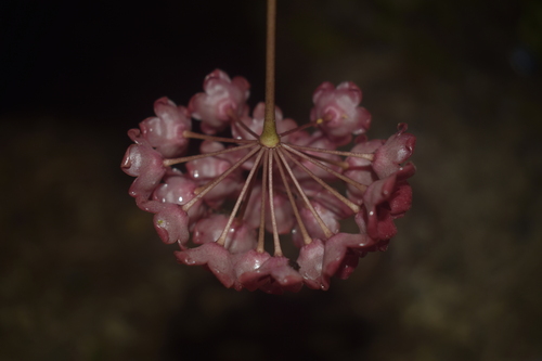 Hoya blashernaezii Kloppenb.