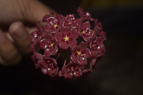 Hoya blashernaezii Kloppenb. 2