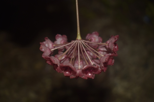 Hoya blashernaezii Kloppenb. 3