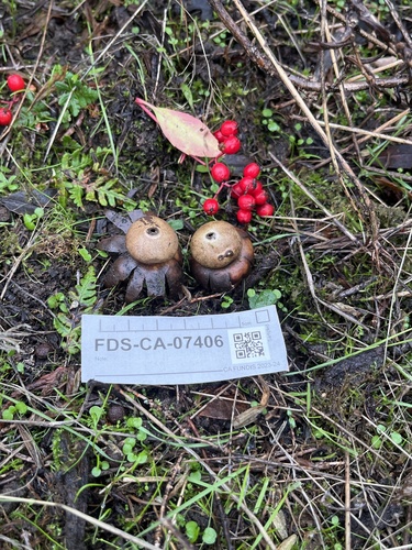 Geastrum (Photo 2 of 2)