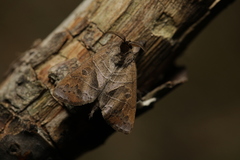 Clostera anastomosis