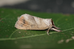 Clostera anastomosis