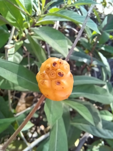 Image of Morinda royoc by no rights reserved