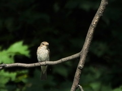 Muscicapa striata