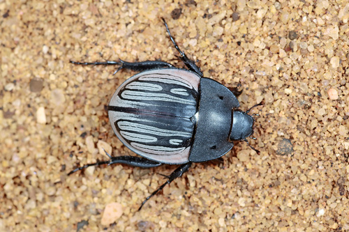 Hexodon reticulatum