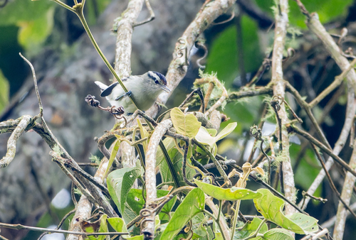 Creamy-bellied Antwren (Herpsilochmus motacilloides)